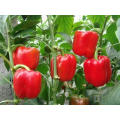 DRY RED SWEET PEPPER